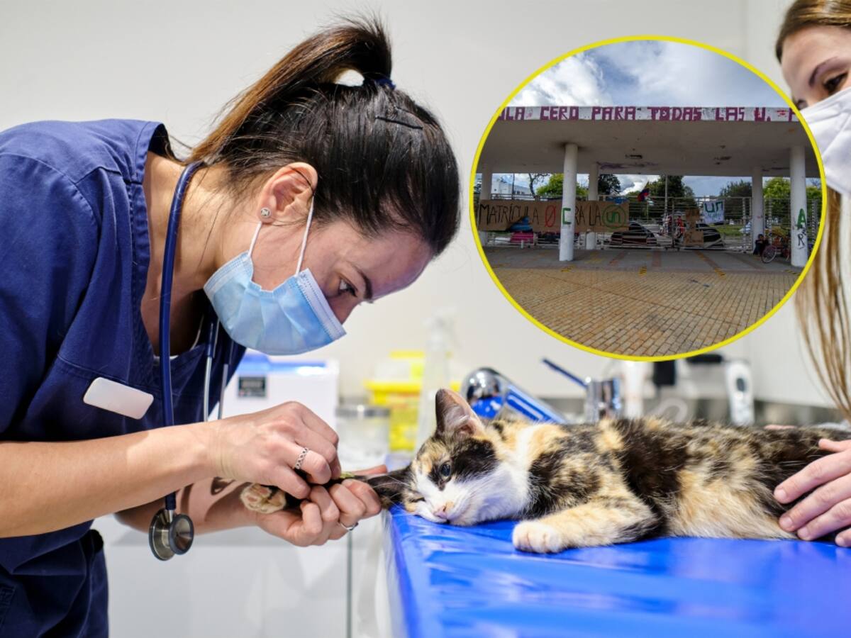 Lista de universidades públicas en Colombia para estudiar veterinaria: duración y tarifas