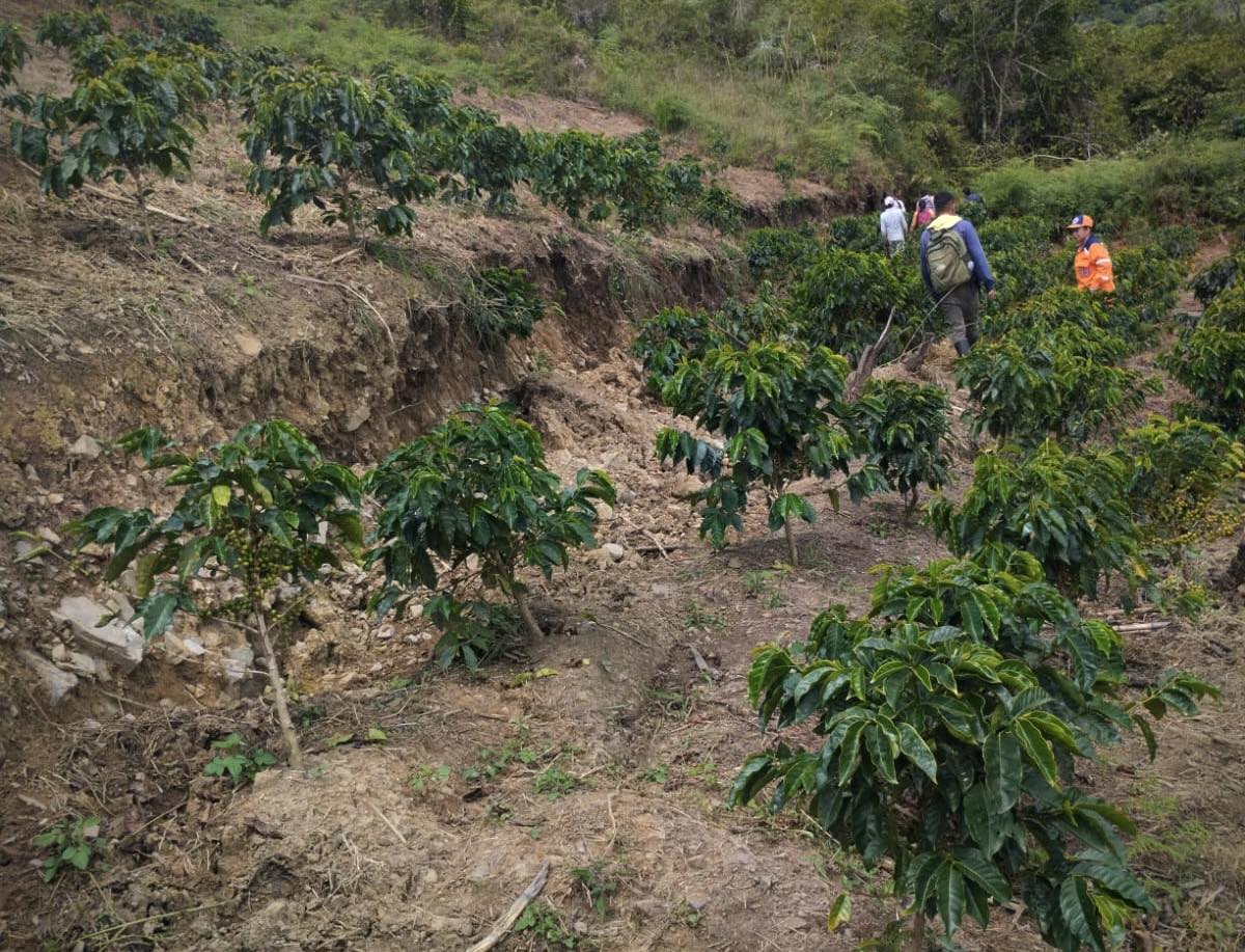 Se estima que aproximadamente 50 mil árboles de café fueron afectados.  Foto: cortesía Alcaldía de Inzá.