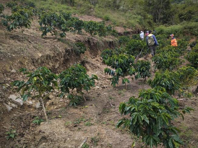 Se estima que aproximadamente 50 mil árboles de café fueron afectados. Foto: cortesía Alcaldía de Inzá.