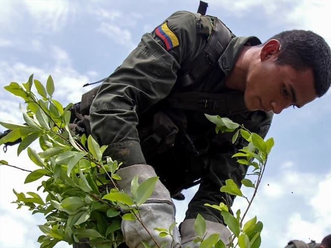 En lo que va del 2017, la Fuerza Pública ha erradicado 15.200 hectáreas de coca en todo el país. Foto: Colprensa