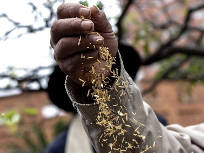 Arroceros del Tolima se declaran en crisis por la caída de los precios. Foto: Colprensa