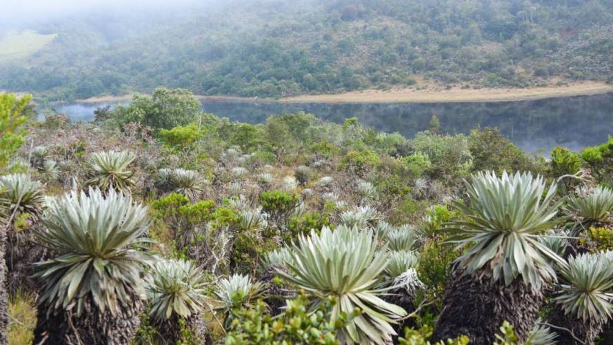 Insistió que paneles solares sí, pero dentro del páramo no. Foto: W Radio.