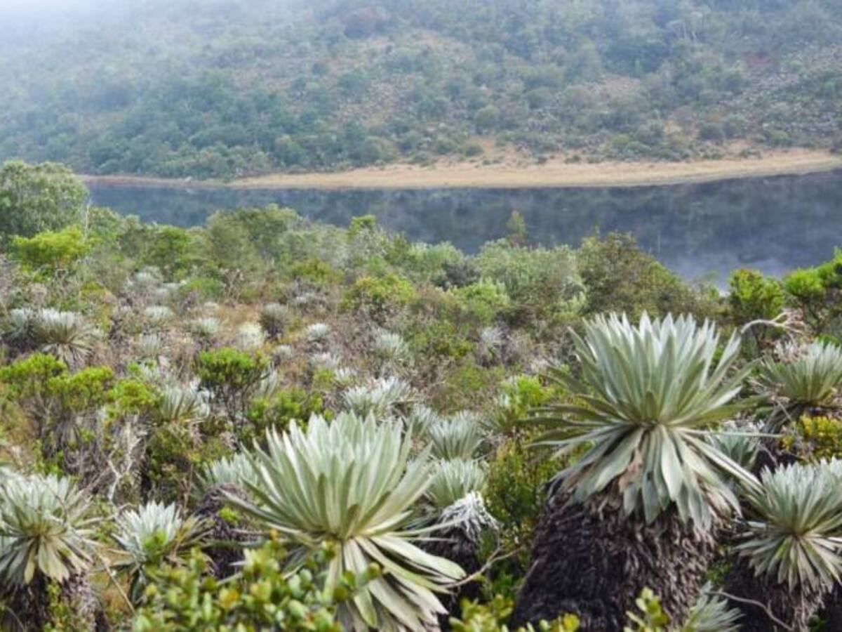 Piden a Corpoboyacá negar licencia a dos proyectos de paneles solares en el páramo