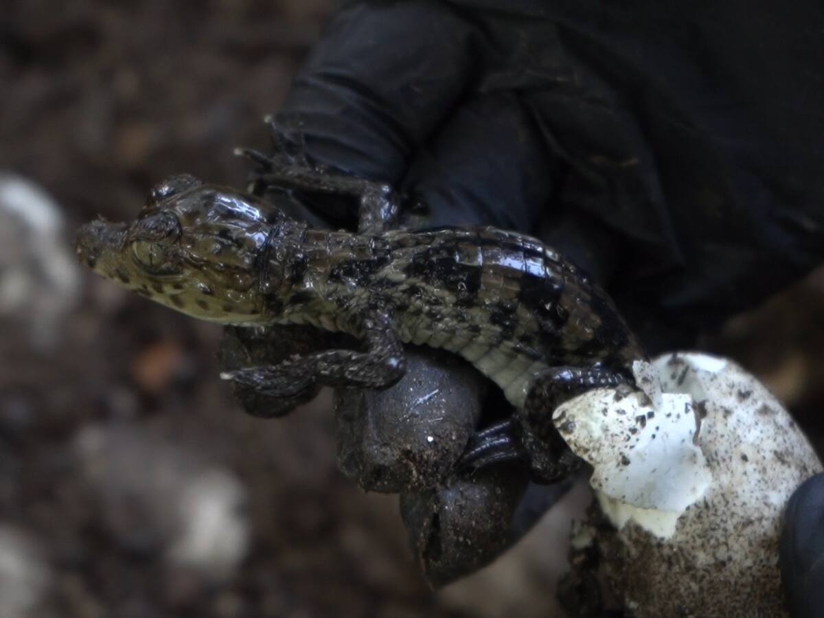 Nacieron las primeras 90 babillas de las 1.074 rescatadas en El Piñón, Magdalena