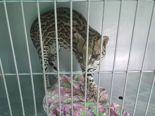 Un tigrillo fue rescatado por un pescador de Sitionuevo, Magdalena