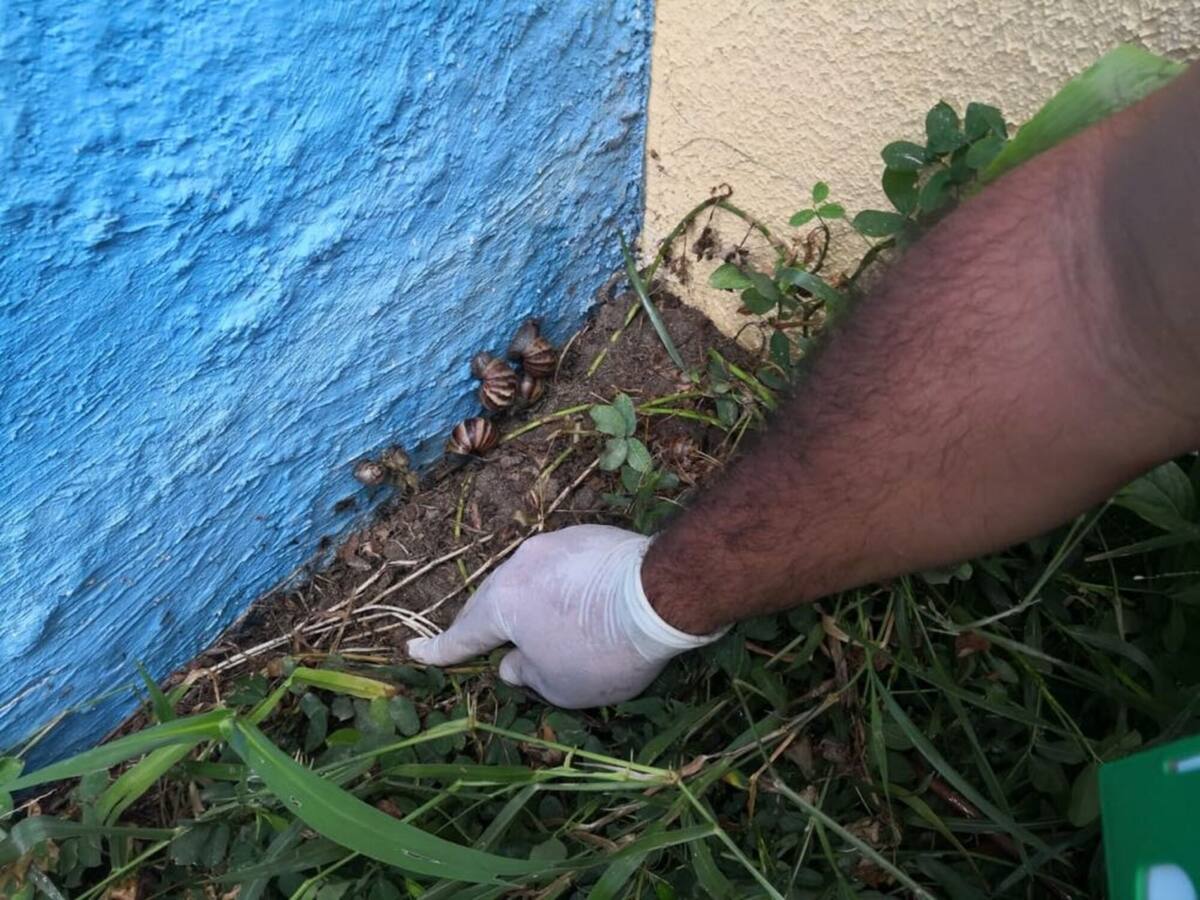 Autoridades ambientales alertan sobre presencia de caracol africano en Santa Marta