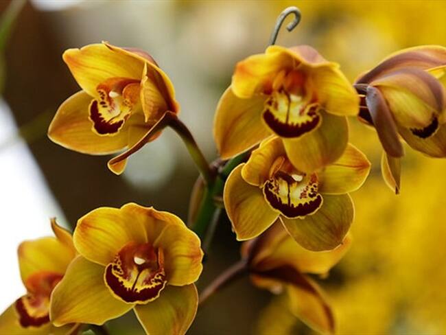 Orquídeas colombianas conquistan Kew Gardens, en Reino Unido
