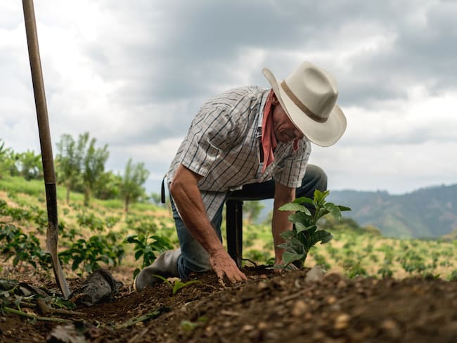 Según decenas de expertos, Colombia utiliza en cultivos y plantaciones menos de cinco millones de hectáreas de casi 22 millones que tienen vocación agrícola