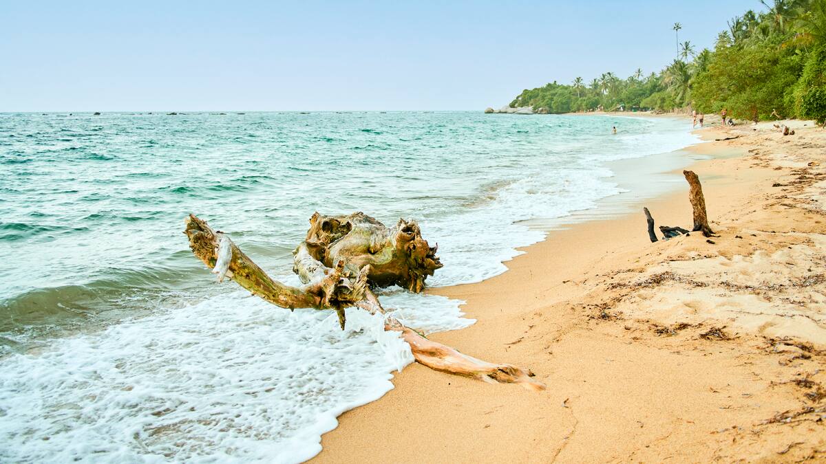 Pese a las restricciones, turistas ingresaron a playa del Parque Tayrona, donde hay caimanes aguja