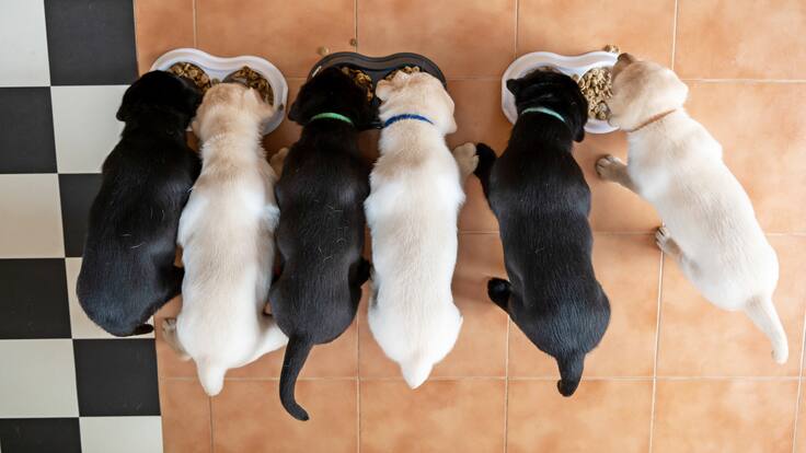 Giovanny Gutiérrez, cofundador de ‘Tapitas x Patitas’, habla de la iniciativa que permite reciclar y ayudar animales