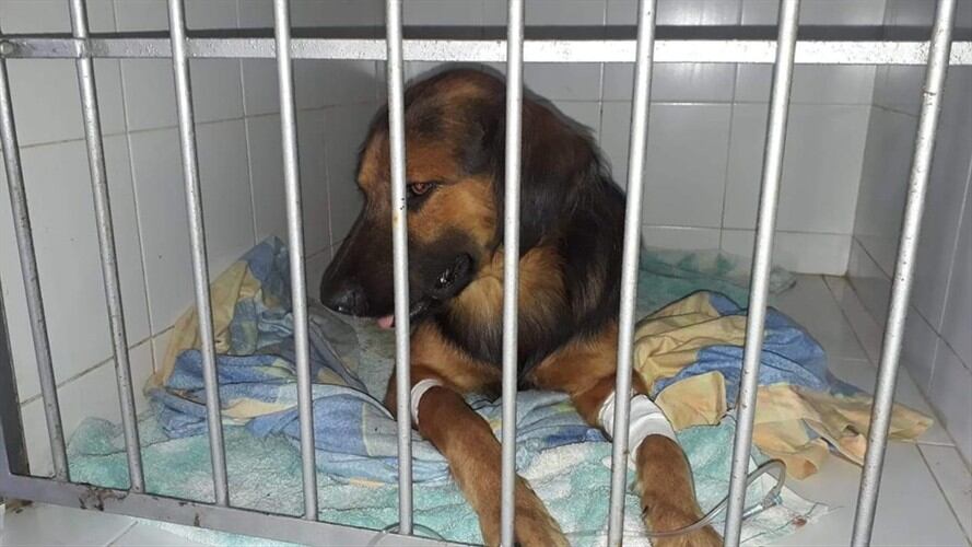 Judicializado el asesino de 'Gordo', el perro agredido en Arauca. Foto: Cortesía