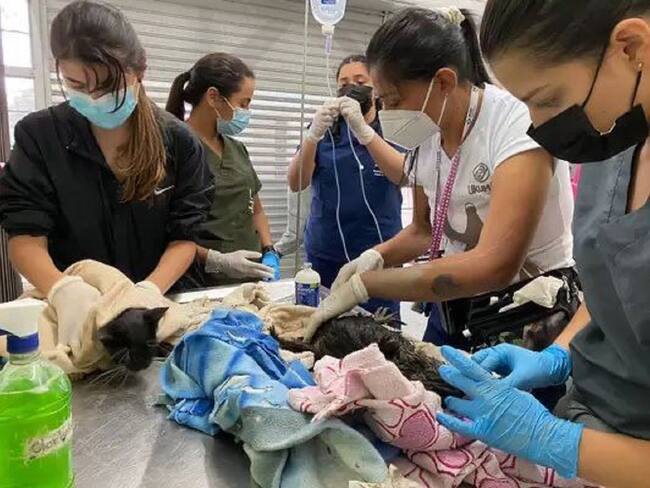 Animales atendidos por personal médico en Pereira. Crédito: Alcaldía de Pereira.