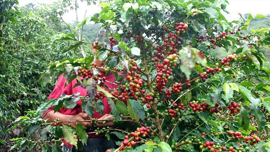 Se puso en marcha el Fondo de Estabilización de Precios del Café. Foto: Colprensa