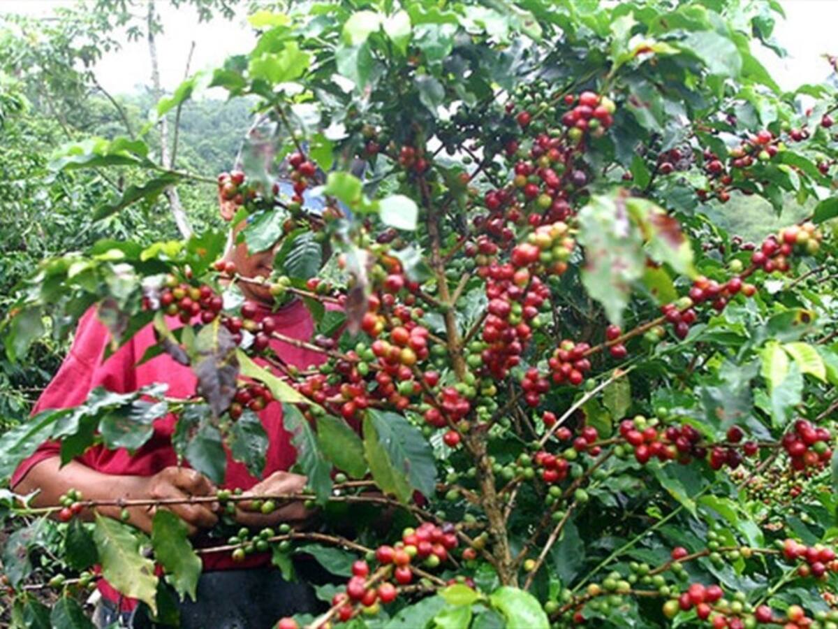 Se puso en marcha el Fondo de Estabilización de Precios del Café