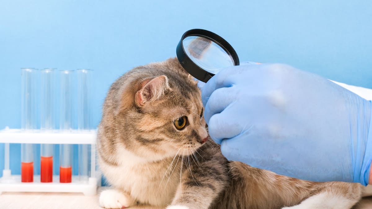 Clínicas y guarderías veterinarias en Chapinero: direcciones y horarios