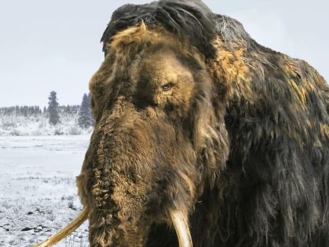 Los mamut de la isla de Saint Paul vivieron miles de años más que sus primos de tierra firme. Foto: BBC Mundo
