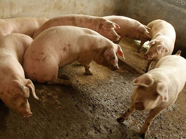 No se trata de no consumir carne, se trata de ser consumidores conscientes: Ricardo Mora