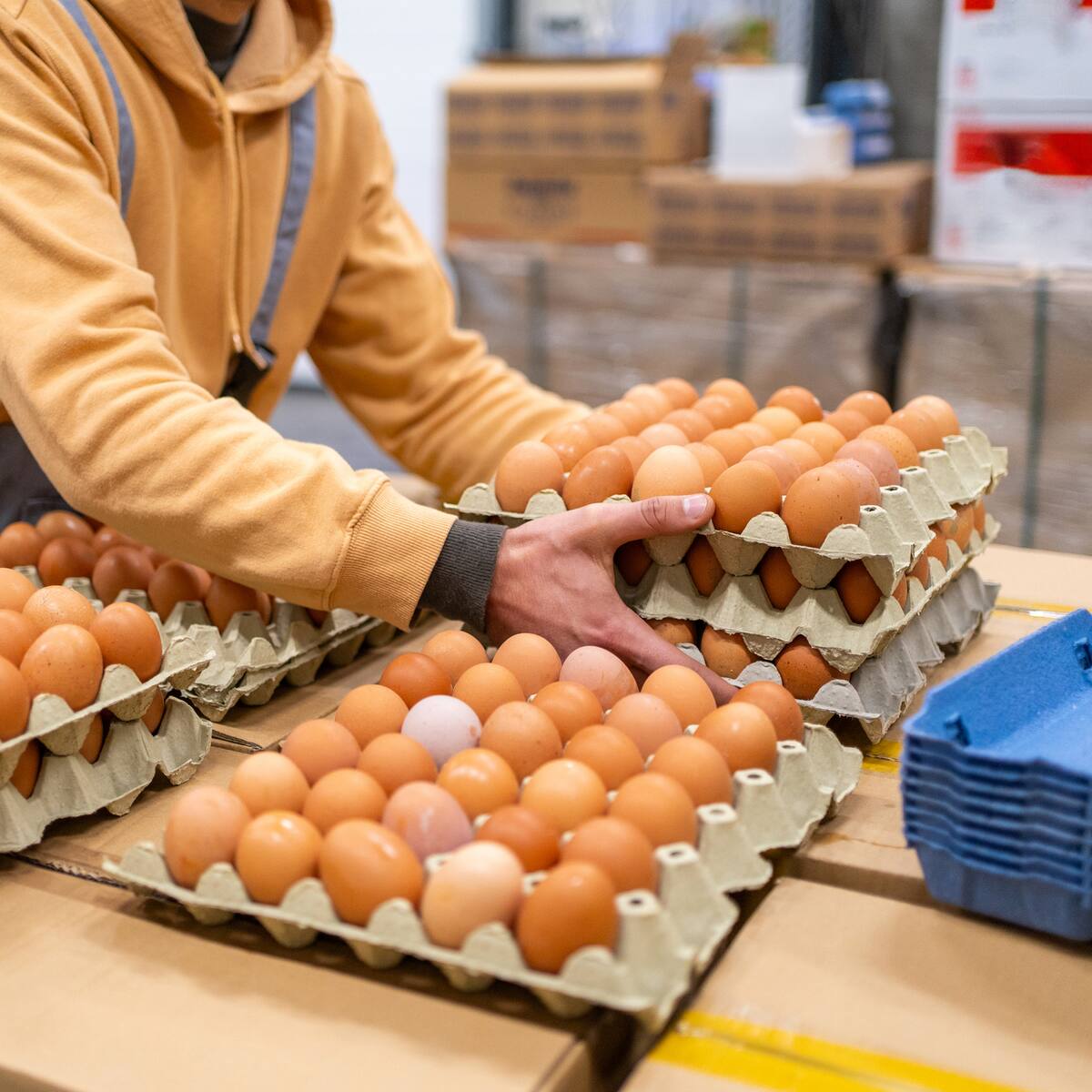 Colombia anunció la apertura de nuevos mercados para la exportación de huevo y pollo