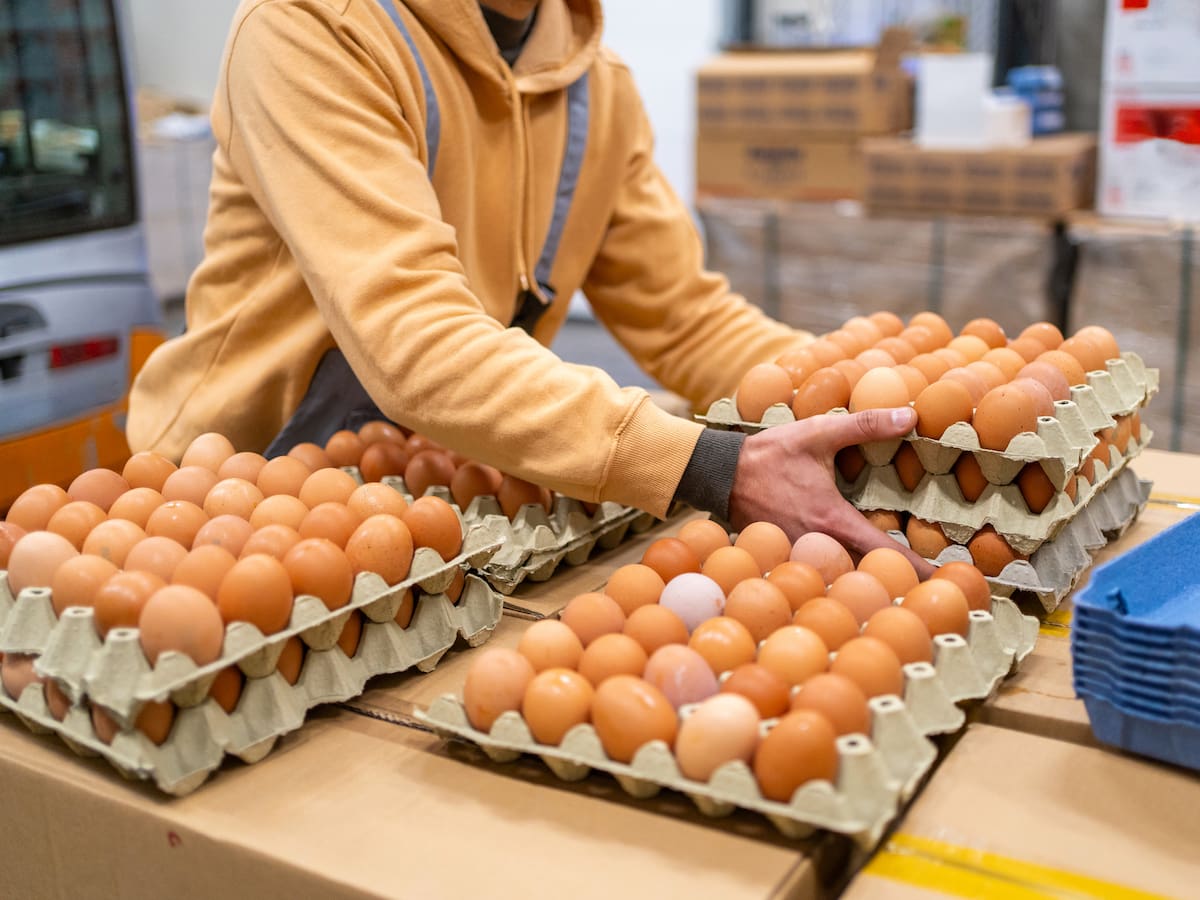 Colombia anunció la apertura de nuevos mercados para la exportación de huevo y pollo