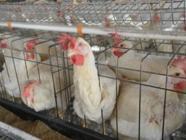 No es cierto que avicultores inyecten ‘hormonas’ en los pollos de galpón: nutricionista