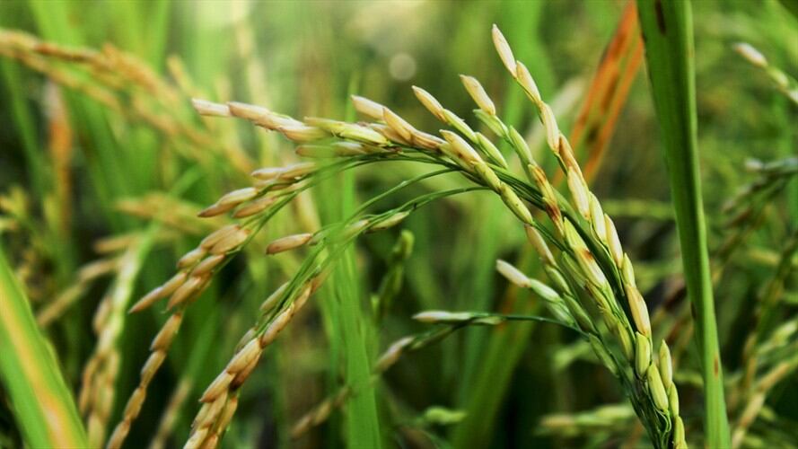 Fedearroz solicitó una respuesta al Gobierno Nacional sobre las peticiones para mejorar las condiciones de comercialización del arroz en el territorio nacional. Foto: Getty Images / TRIE AMBAR