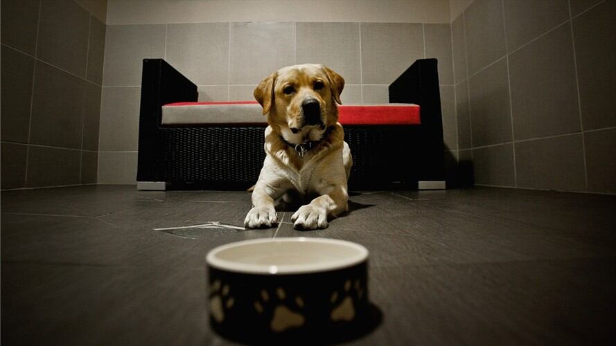Seis cosas que debe conocer antes de adoptar una mascota. Foto: Getty Images