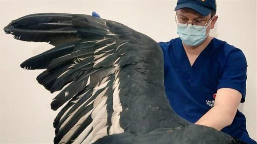 Cóndor andino. Foto:CAS.