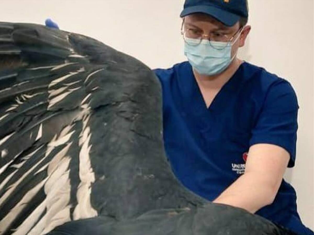 Anemia aguda sería la causa de muerte de los cóndores en el Almorzadero