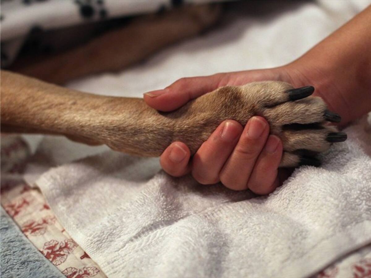 ¿Hasta dónde puede llegar el derecho de un perro?