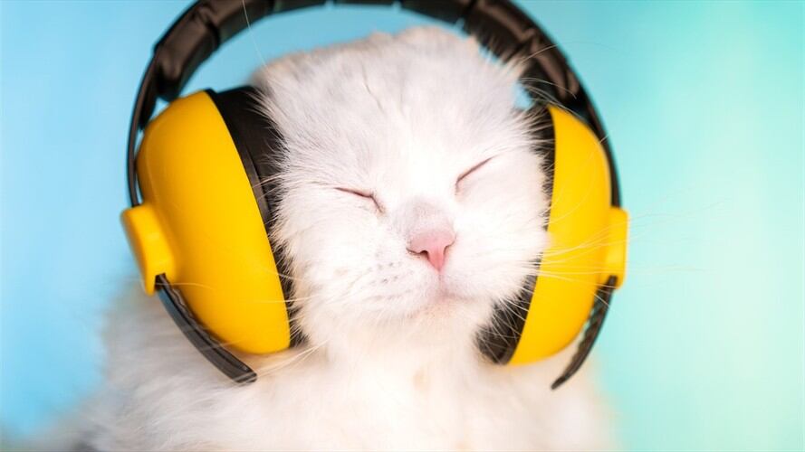 Así será el Spotify para gatos. Foto: Getty Images