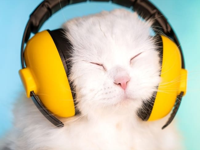 Así será el Spotify para gatos. Foto: Getty Images