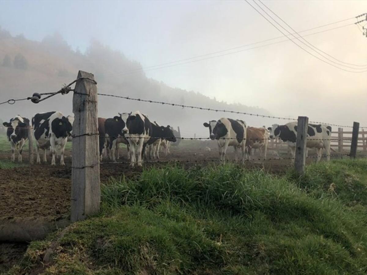 Heladas arrasan 9.000 hectáreas en Boyacá, Gobierno anuncia medidas especiales