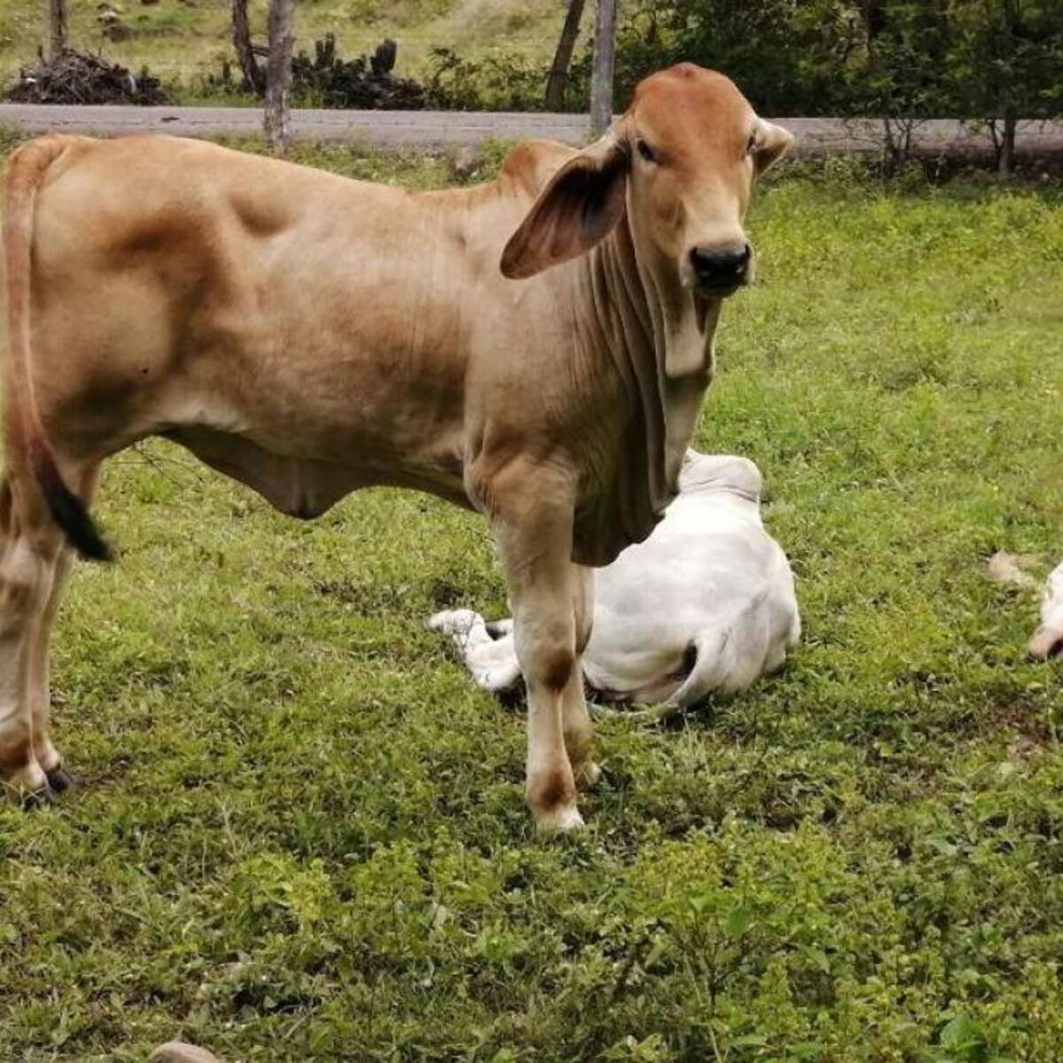 Corte Suprema condena a ganadera del Cesar por mandar matar a campesino reclamante de tierras