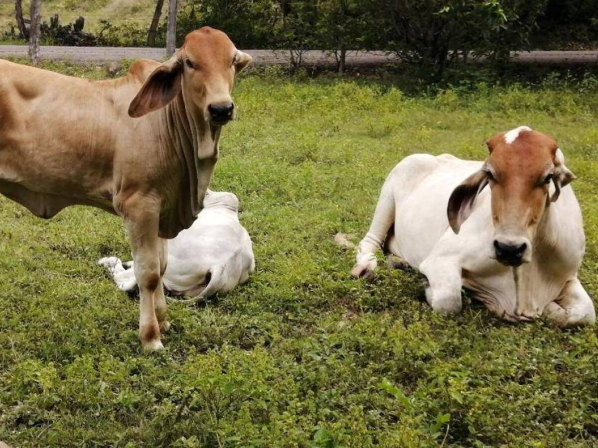 El ICA aseguró que no ha perdido los inventarios del sector ganadero