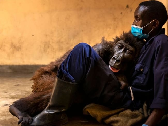 Ndakasi, la gorila que se hizo famosa por posar en una selfie con su cuidador, murió a sus 14 años . Foto: Brent Stirton/Getty Images