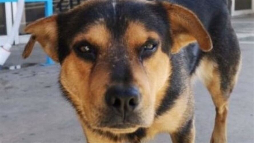 Los trabajadores del hospital cuidan del perro desde que llegó al sitio. Foto: Facebook:Sin Frontera