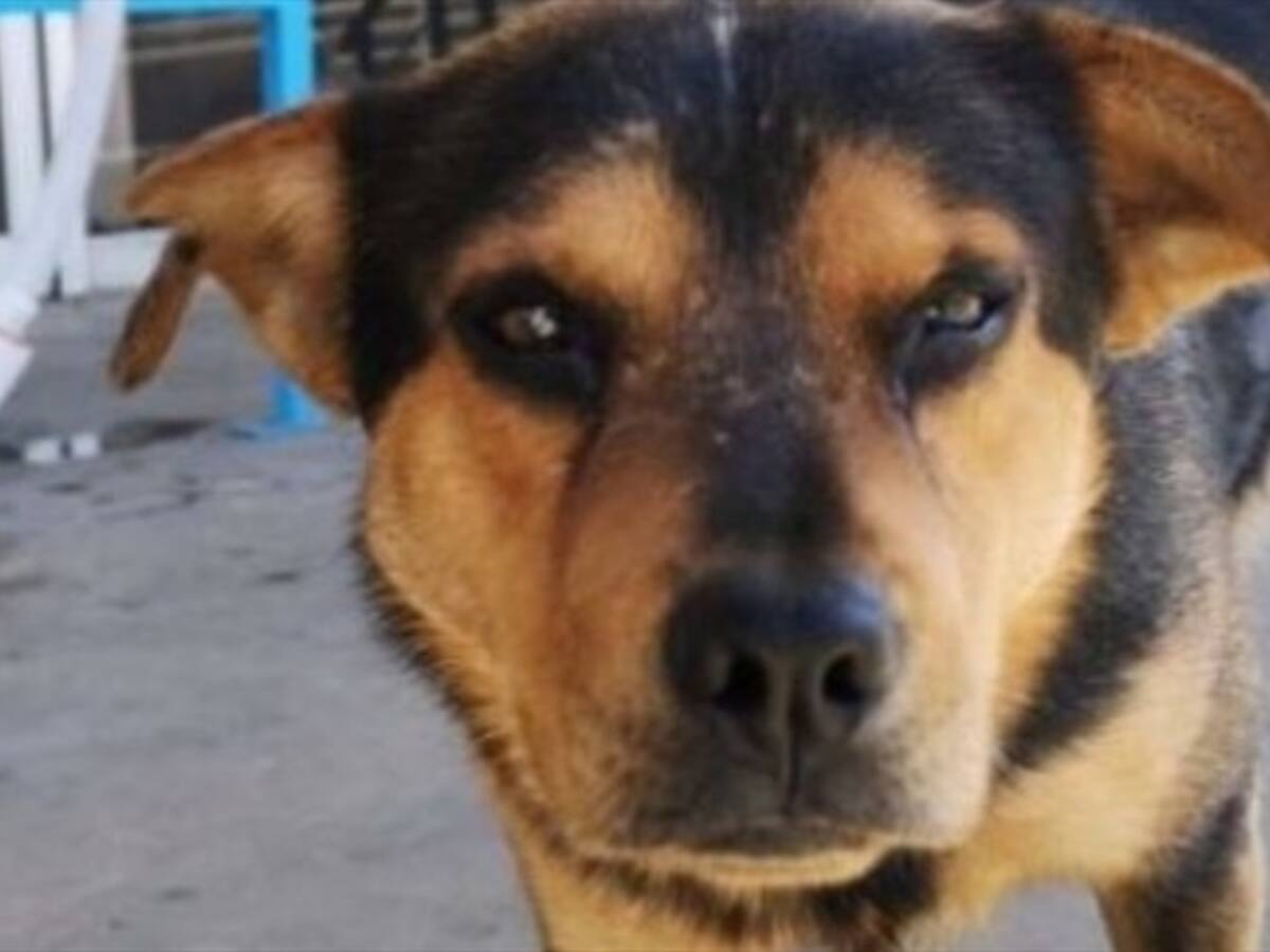 Afuera de un hospital, un perro espera a su amo que murió de COVID-19