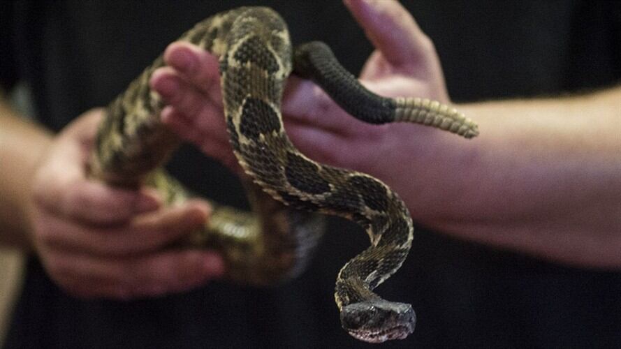 La Policía de Medio Ambiente encontró una serpiente cascabel en el coche en el cual era transportado un bebé de dos años de edad. Foto: Getty Images