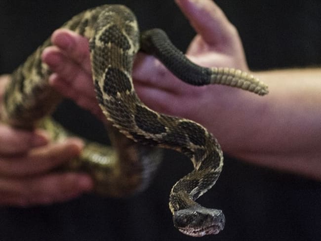 La Policía de Medio Ambiente encontró una serpiente cascabel en el coche en el cual era transportado un bebé de dos años de edad. Foto: Getty Images
