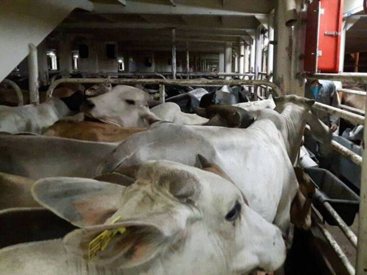 Alerta en el sector ganadero por temporada invernal en el Caribe