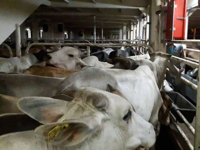 La situación se debe a las inundaciones en algunas zonas /Imagen de referencia. Foto: Colprensa(Thot).