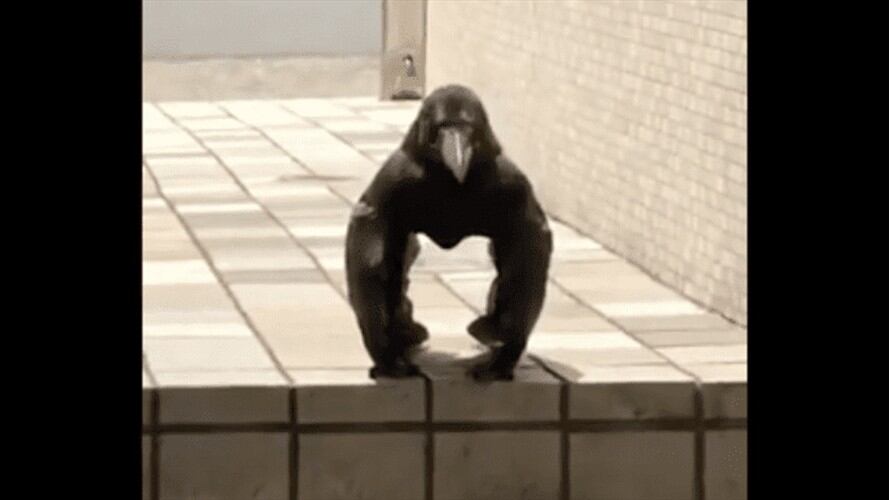 ¿Cuervo? La extraña criatura que tiene divididas las redes sociales. Foto: Captura de Youtube