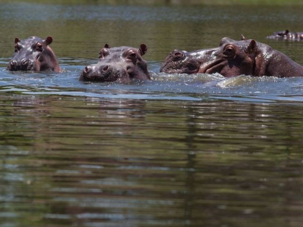 ¿Sacrificar a los hipopótamos es la solución definitiva para Colombia?
