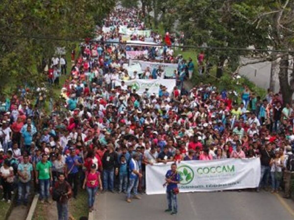 Cultivadores de hoja de coca se sumarán a la marcha hacia la ciudad de Cúcuta