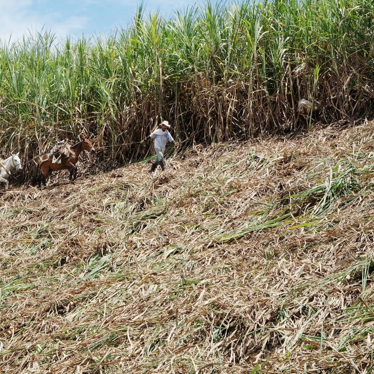 Se han perdido 3.500 empleos en el Cauca por la “invasión de tierras”