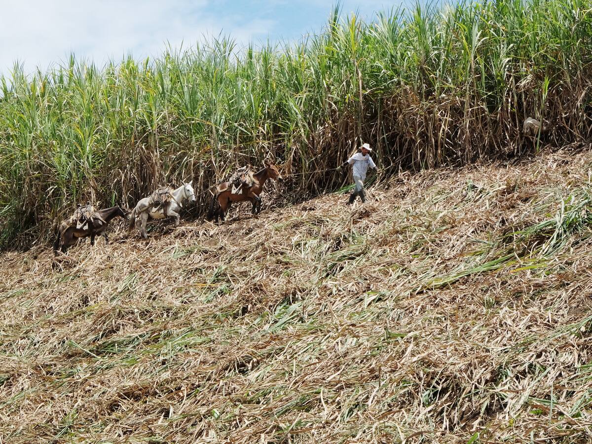 Se han perdido 3.500 empleos en el Cauca por la “invasión de tierras”