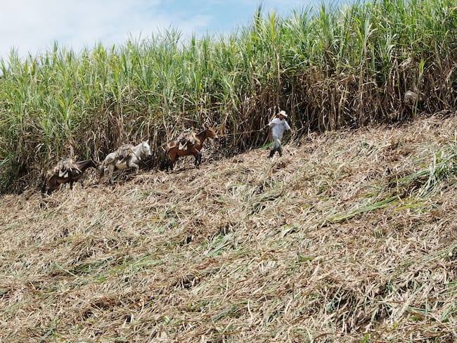 Se han perdido 3.500 empleos en el Cauca por la “invasión de tierras”