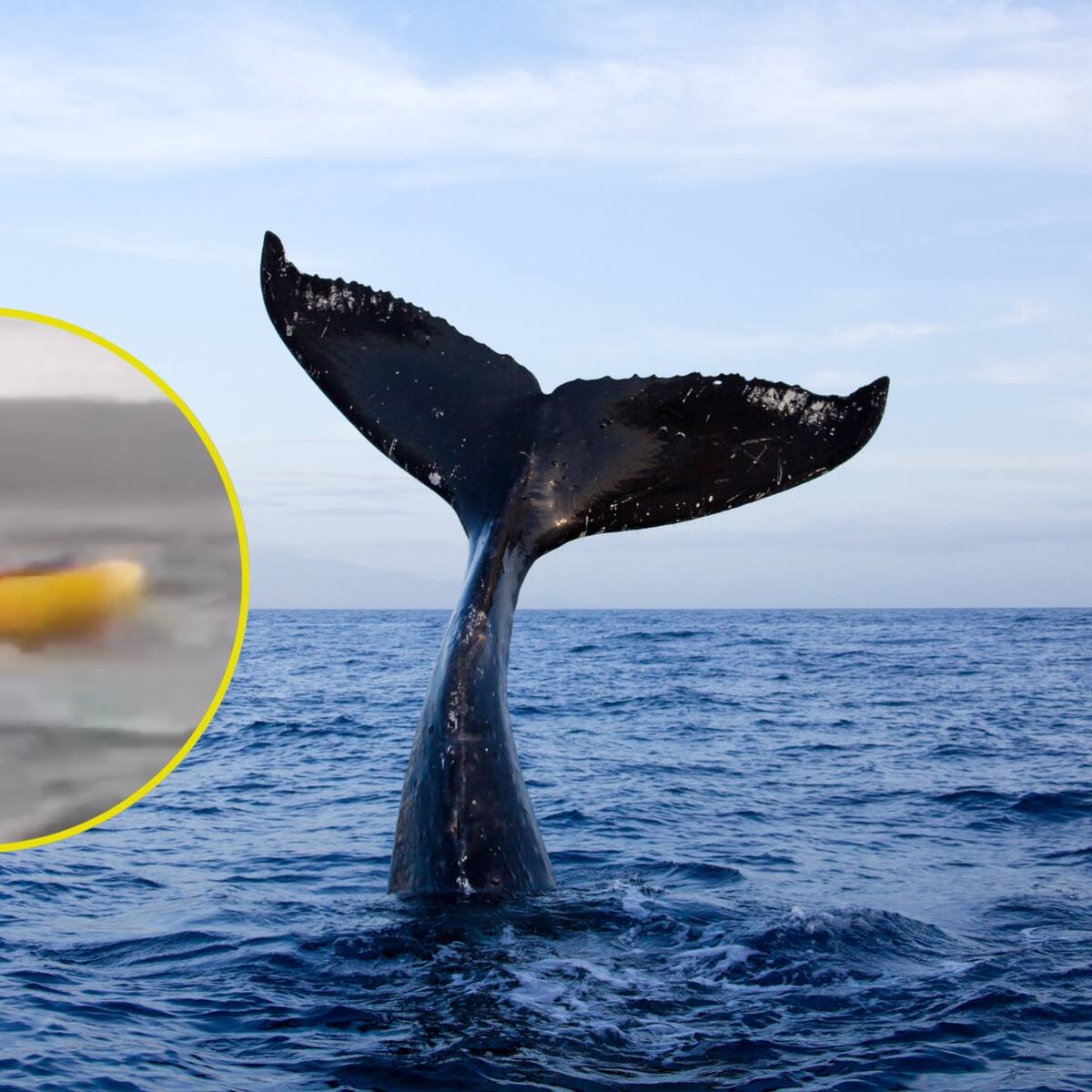 Joven fue tragado y escupido por una ballena en Chile: “fue una segunda oportunidad de vida”