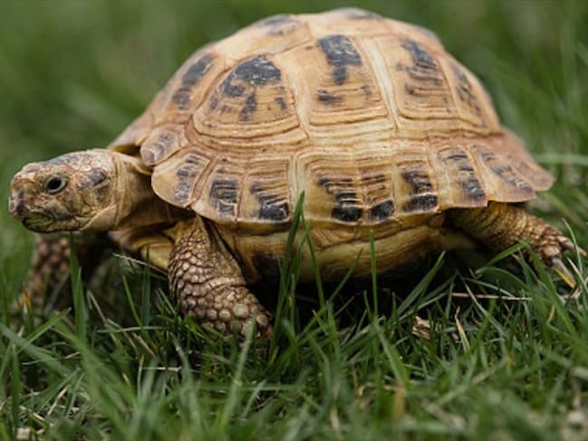 Silla de ruedas a base de fichas lego le devuelve movilidad a tortuga . Foto: Getty Images