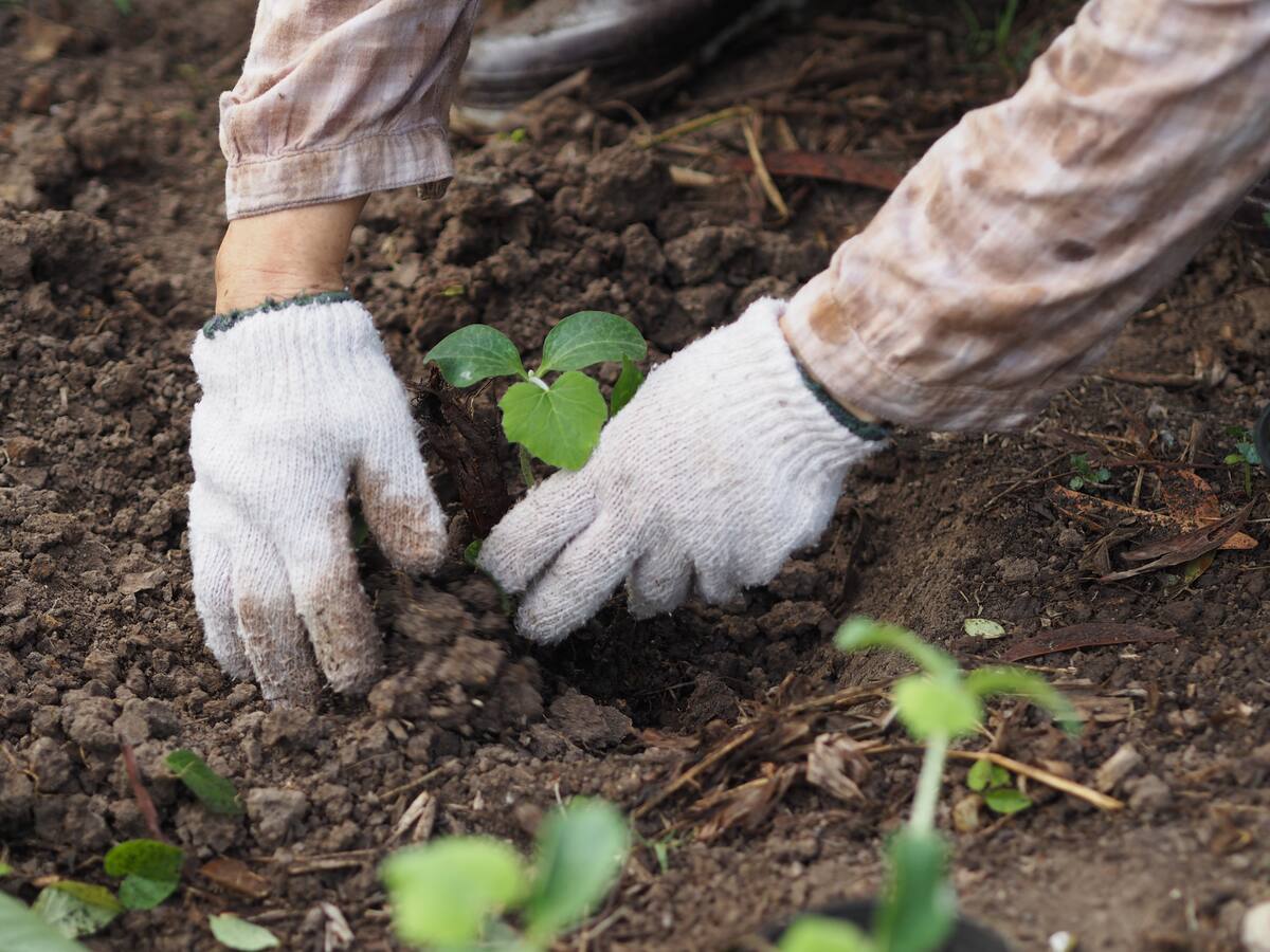 Un huilense se ha dedicado a reforestar más de 9 hectáreas en los últimos 20 años